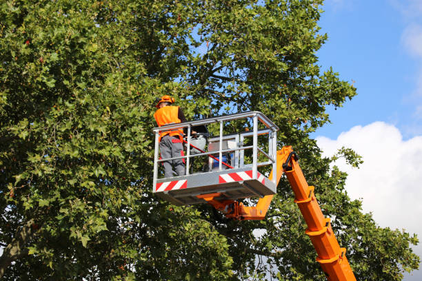 Leaf Removal in Shelburne Falls, MA