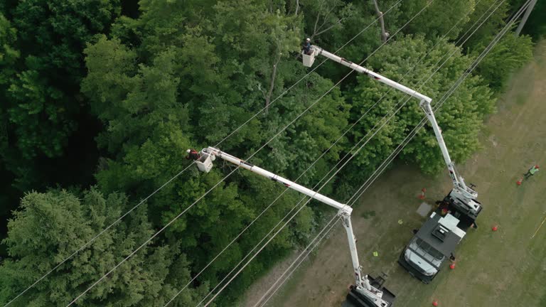 Reliable Shelburne Falls, MA Tree Services Solutions