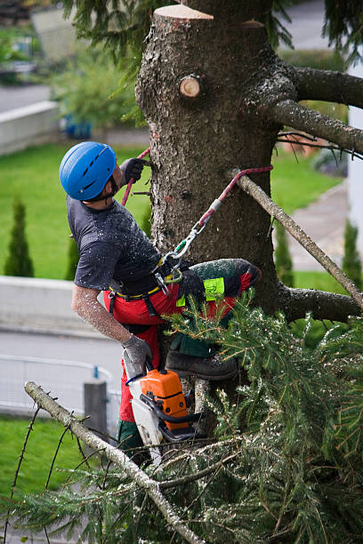 Best Tree Preservation Services  in Shelburne Falls, MA